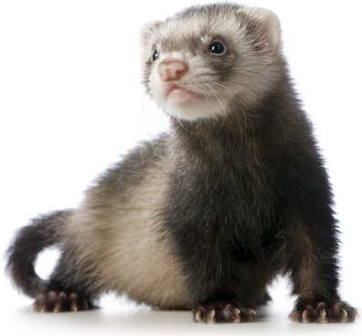 Is It legal or Not, When Buying a Ferret in California? Ferrets as Pets